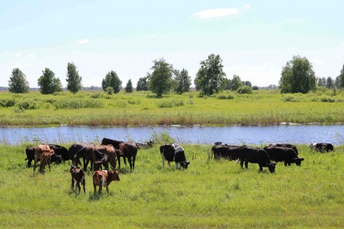 Un troupeau de vaches et chevaux en Sibérie